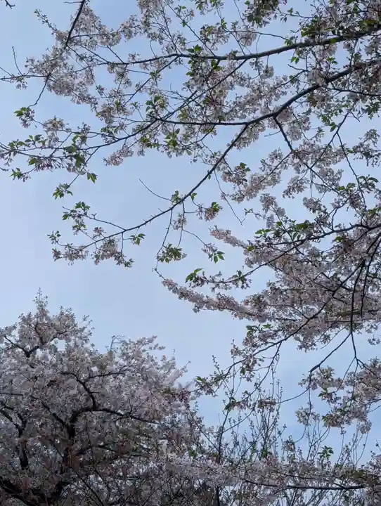 鶴岡八幡宮の自然