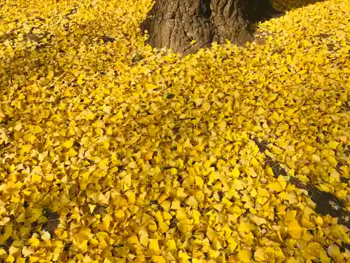 靖國神社の自然