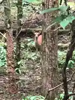 北口本宮冨士浅間神社の動物
