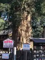 白岡八幡神社の自然