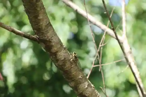 阿久津「田村神社」（郡山市阿久津町）旧社名：伊豆箱根三嶋三社の自然