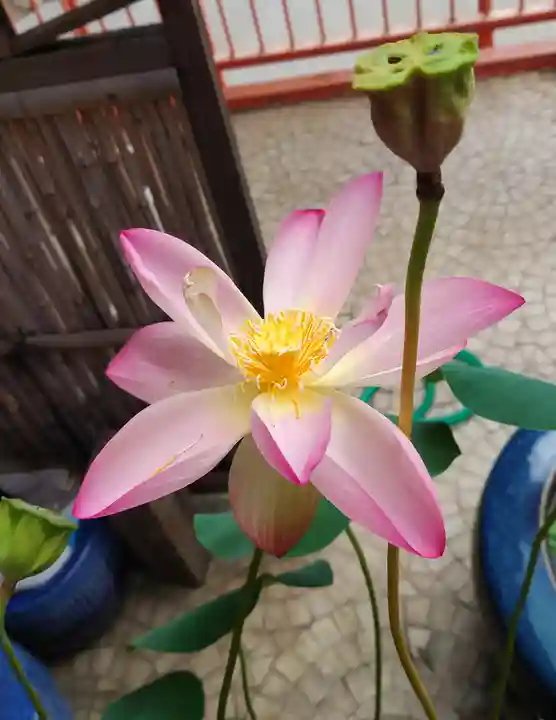 福寿観音(東京都)