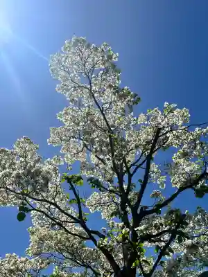 本成寺(大阪府)