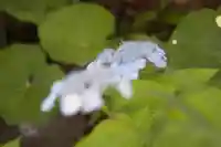 真正極楽寺(真如堂)(京都府)