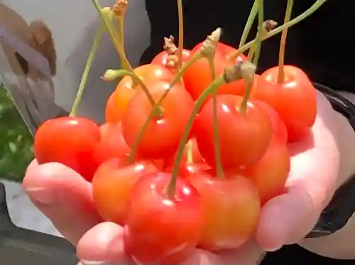 寒河江八幡宮(山形県)