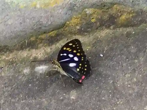 国宝 大法寺の動物