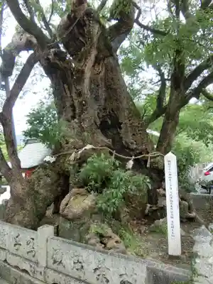 八代神社の自然