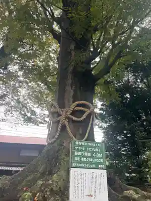 出雲大社相模分祠(神奈川県)