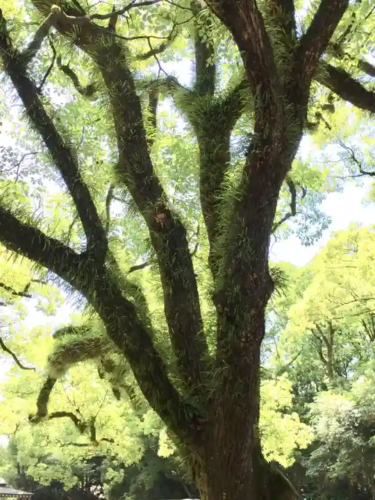 熱田神宮の自然