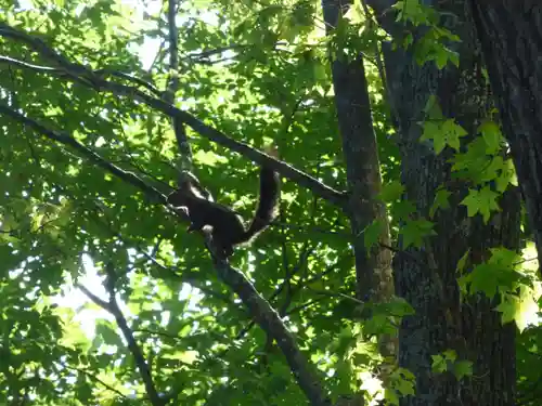 留辺蘂神社の動物