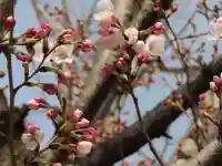 三輪神社の自然