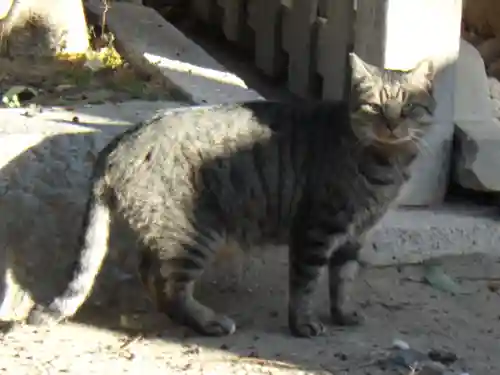 角宮神社の動物