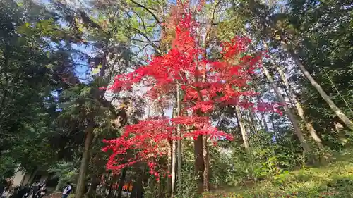 伏見稲荷大社(京都府)