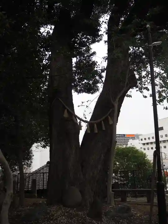八景天祖神社の自然
