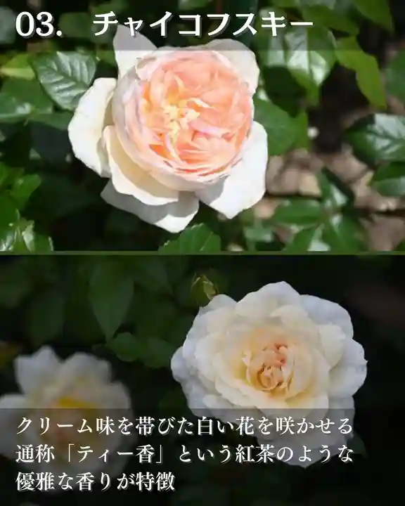 宝光寺(北海道)