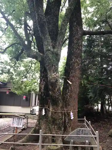 山名神社の自然