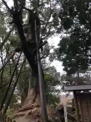 都萬神社の自然