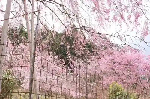 宝泉寺の庭園