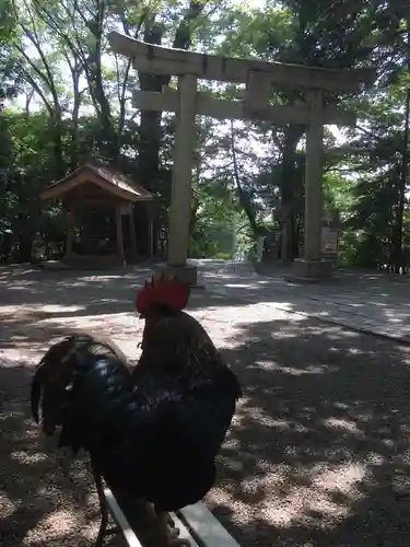 谷保天満宮の動物