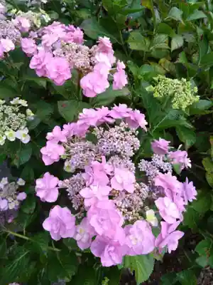 河内阿蘇神社の自然