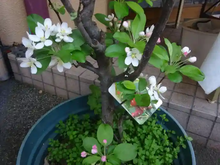 菊名神社の自然