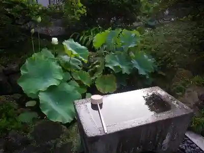 安養院　(田代寺）の手水舎