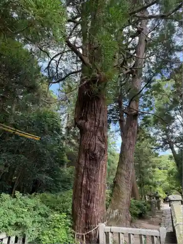 櫻井神社(福岡県)