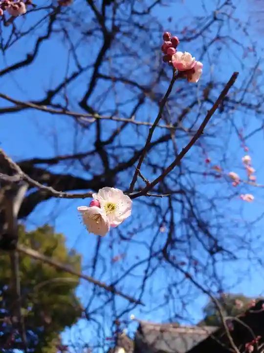 亀ケ池八幡宮(神奈川県)