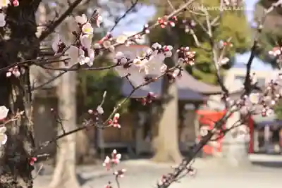 相模原氷川神社(神奈川県)