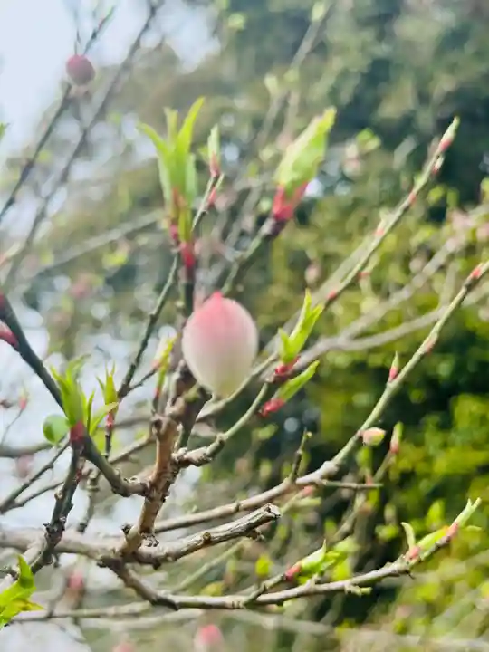 秋葉神社(和歌山県)
