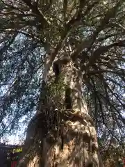 善養寺（善養密寺）の自然