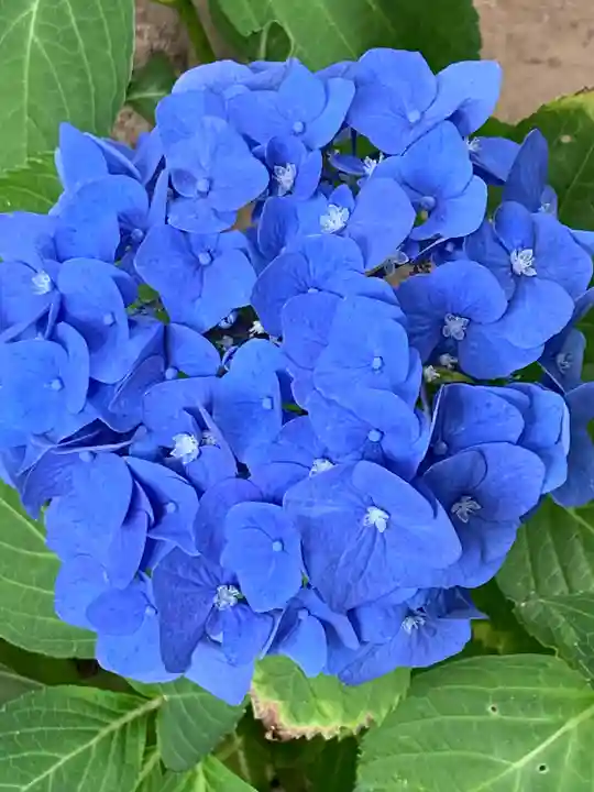 滑川神社 - 仕事と子どもの守り神の自然