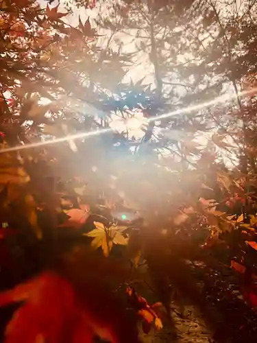 北野天満宮の自然