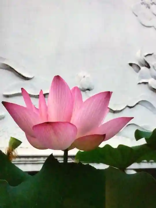 長善寺(東京都)