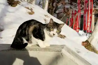 清田稲荷神社の動物