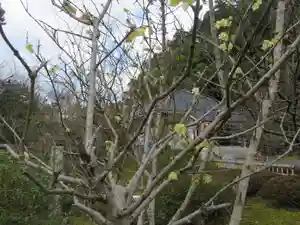 金剛院の自然(2020年03月06日(金) 19時07分57秒投稿)