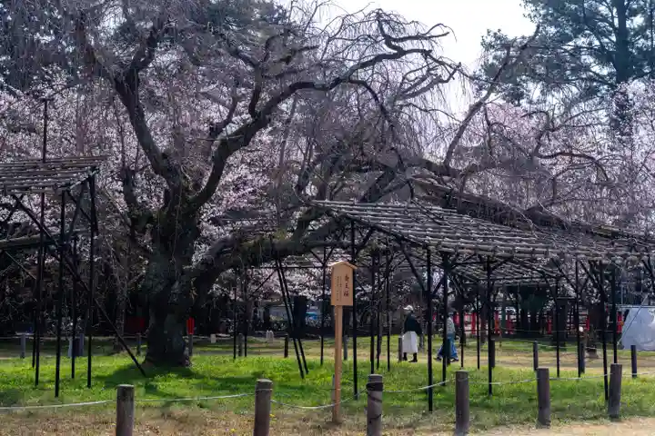 賀茂別雷神社(上賀茂神社)(京都府)