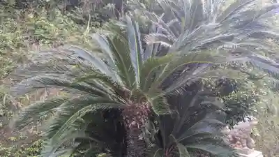 諏訪神社の自然