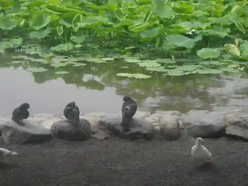鶴岡八幡宮の動物