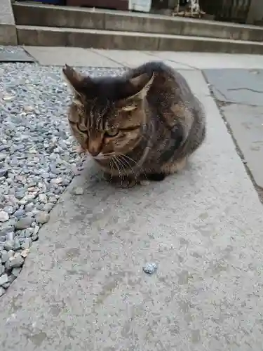 小野照崎神社の動物