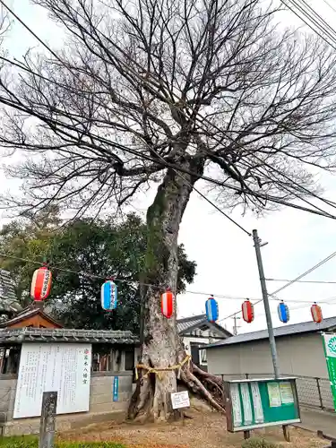 髙木八幡宮の自然