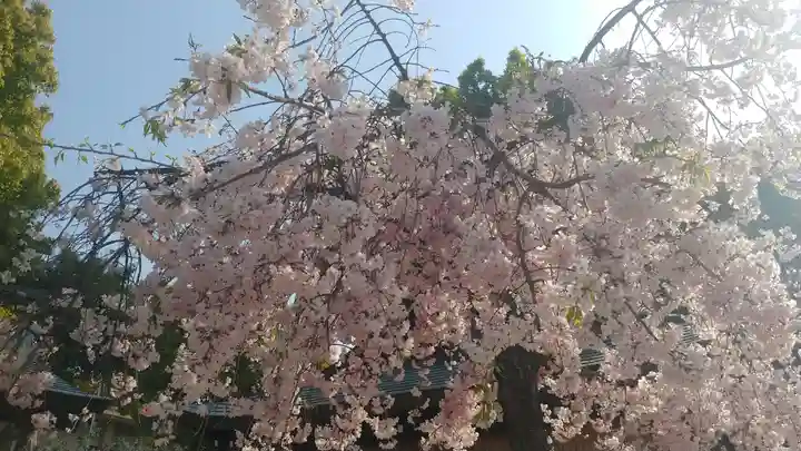 櫛田神社の自然