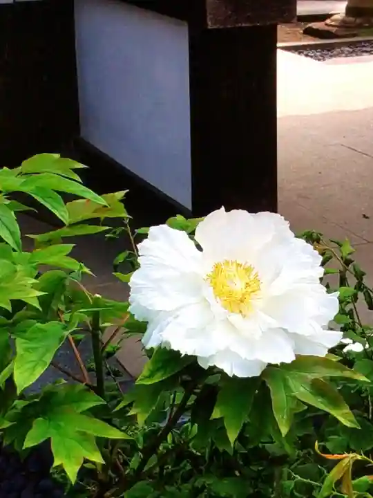 圓照寺(東京都)