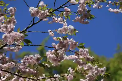 磐椅神社の自然