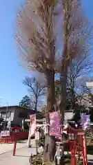 川越八幡宮の自然