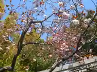 八雲神社(鎌倉・大町)の自然