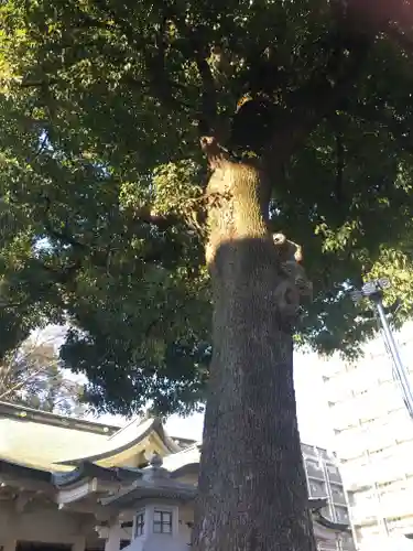 荻窪白山神社の自然