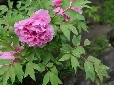 長谷寺の{uncategorized: "未分類", other: "その他", undefined: "問題あり", building: "その他建物", grave: "お墓", sacred_gate: "鳥居", guardian: "狛犬", statue: "像", buddha: "仏像", history: "歴史", nature: "自然", garden: "庭園", animal: "動物", pagoda: "塔", temizu: "手水舎", mountain_gate: "山門・神門", sanctuary: "本殿・本堂", subordinate: "末社・摂社", art: "芸術", scenery: "景色", jizo: "地蔵", ema: "絵馬", goshuin: "御朱印", omikuji: "おみくじ", items: "授与品その他", amulet: "お守り", goshuincho: "御朱印帳", eats: "食事", festival: "お祭り", votive_dance: "神楽", shichigosan: "七五三参", wedding: "結婚式", experience: "体験その他", initially: "初詣", around: "周辺", anti_infection: "感染症対策"}