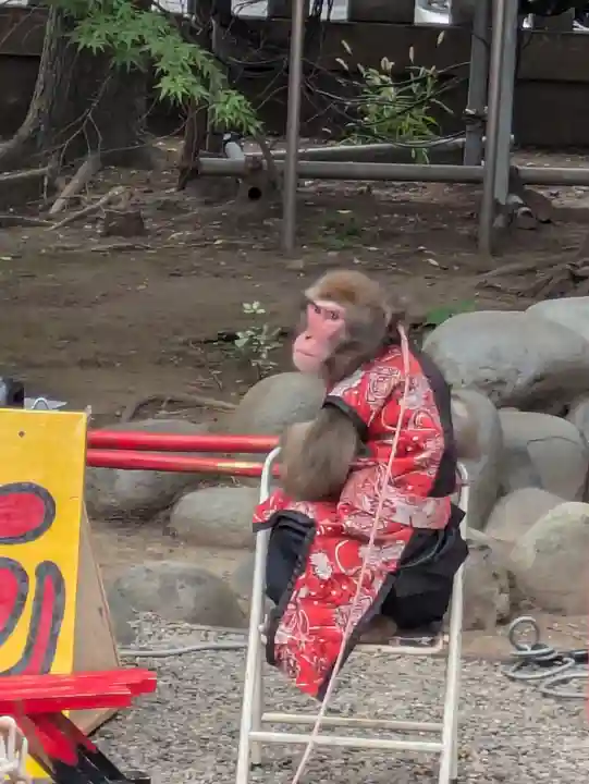 浅草神社の動物