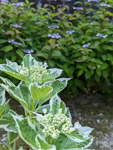 大善寺(京都府)